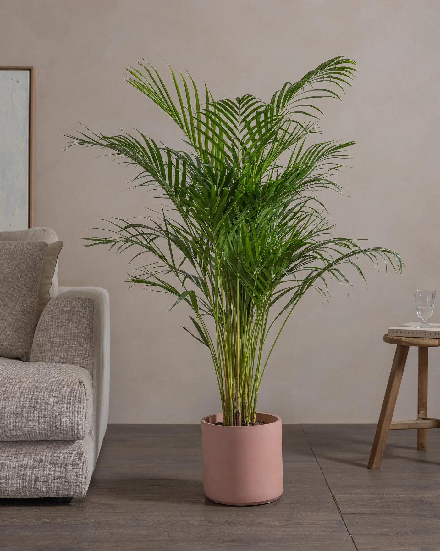 Areca-Palm-120cm-Circle-Rose-Pink-Plntd-40