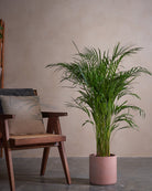 Areca Palm-120cm-Circle-Rose Pink-Plntd-Lifestyle