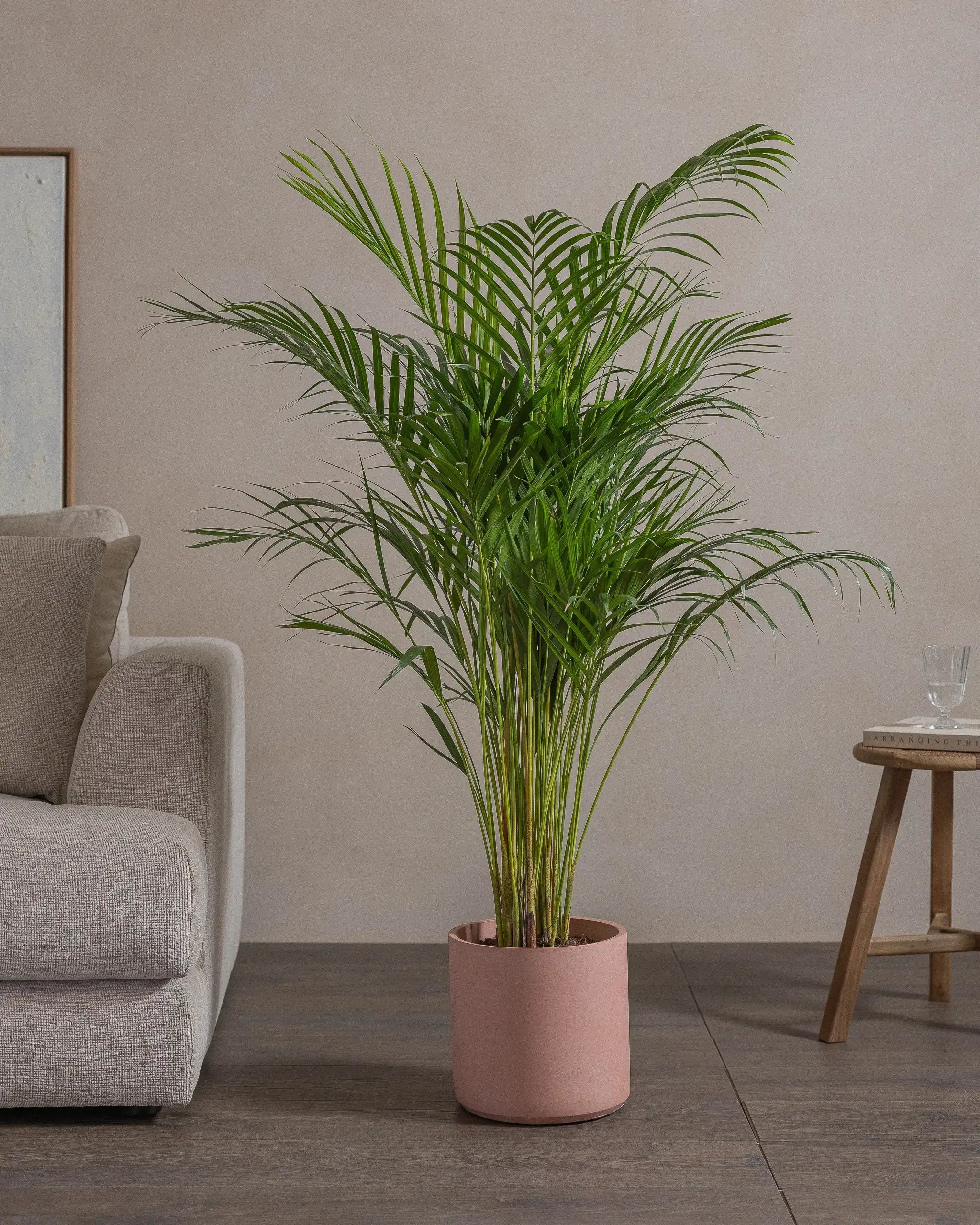 Areca-Palm-120cm-Circle-Rose-Pink-Plntd-Lifestyle-71