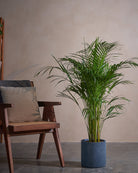 Areca Palm-120cm-Circle-Teia Blue-Plntd-Lifestyle