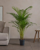 Areca-Palm-120cm-Nursery-Default-Plntd-38