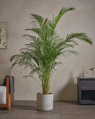 Areca-Palm-170cm-Circle-Cement-Grey-Plntd-Lifestyle-48