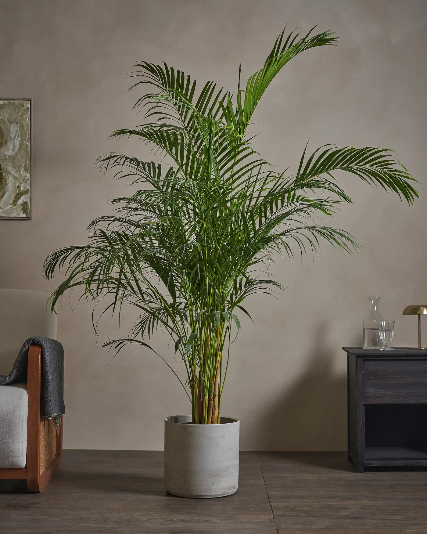 Areca-Palm-170cm-Circle-Cement-Grey-Plntd-Lifestyle-48_21ca6211