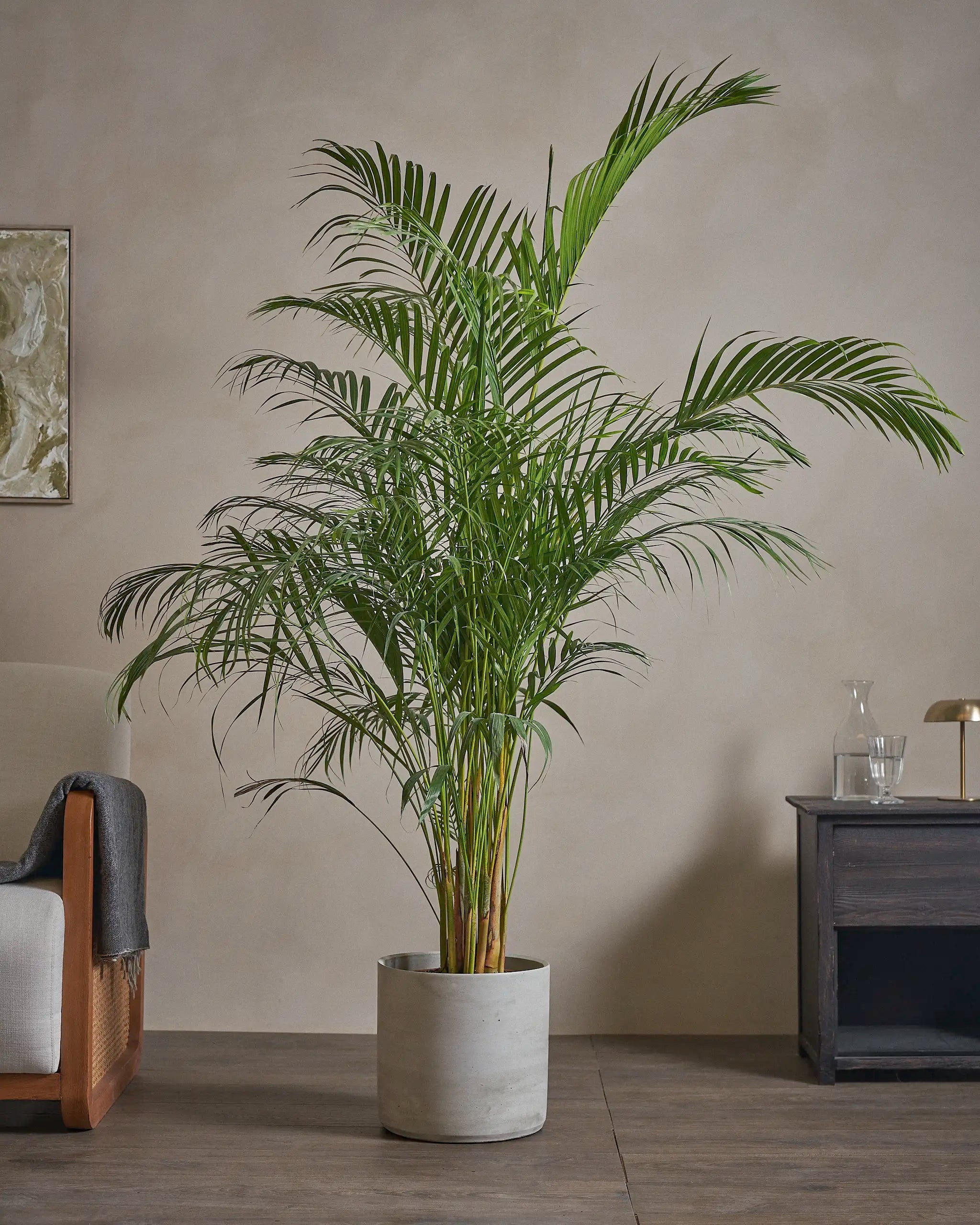 Areca-Palm-170cm-Circle-Cement-Grey-Plntd-Lifestyle-64