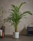 Areca-Palm-170cm-Circle-Chalk-White-Plntd-Lifestyle-46