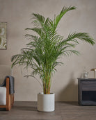 Areca-Palm-170cm-Circle-Chalk-White-Plntd-Lifestyle-69