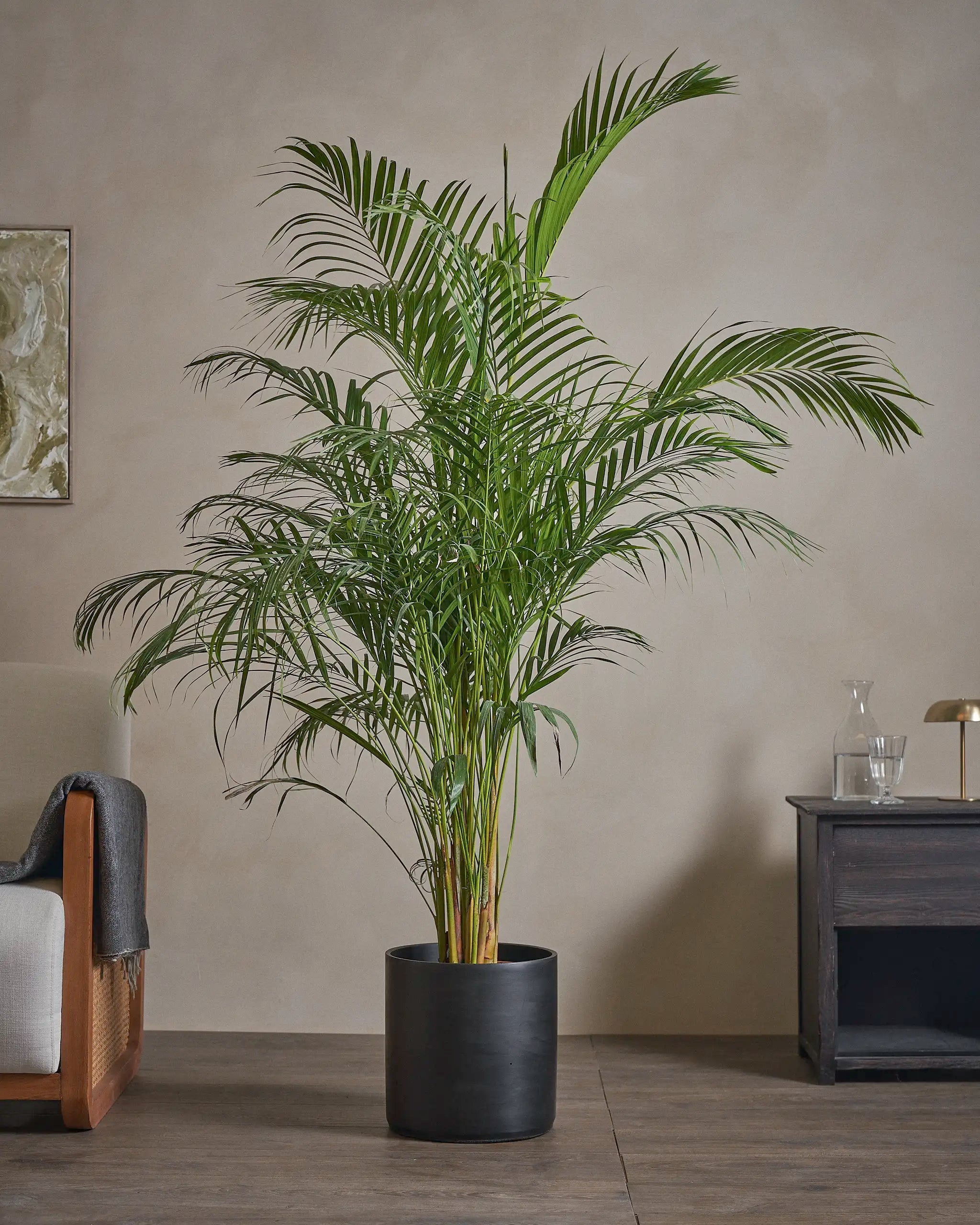 Areca-Palm-170cm-Circle-Charcoal-Black-Plntd-Lifestyle-47