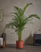 Areca-Palm-170cm-Circle-Corvan-Red-Plntd-Lifestyle-49