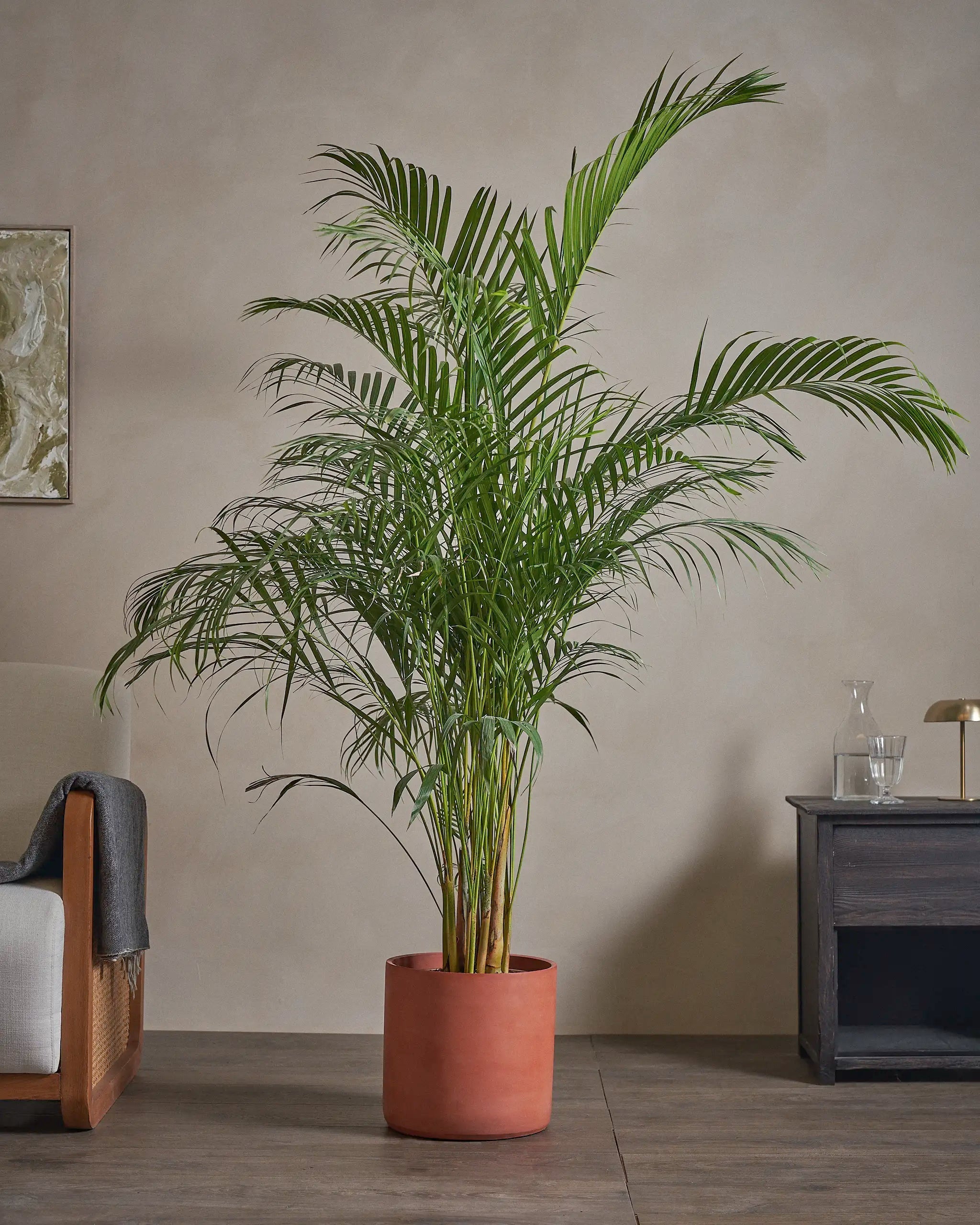 Areca-Palm-170cm-Circle-Corvan-Red-Plntd-Lifestyle-52