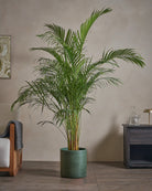 Areca-Palm-170cm-Circle-Olive-Green-Plntd-Lifestyle-50