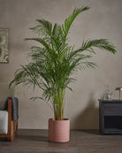 Areca-Palm-170cm-Circle-Rose-Pink-Plntd-Lifestyle-47