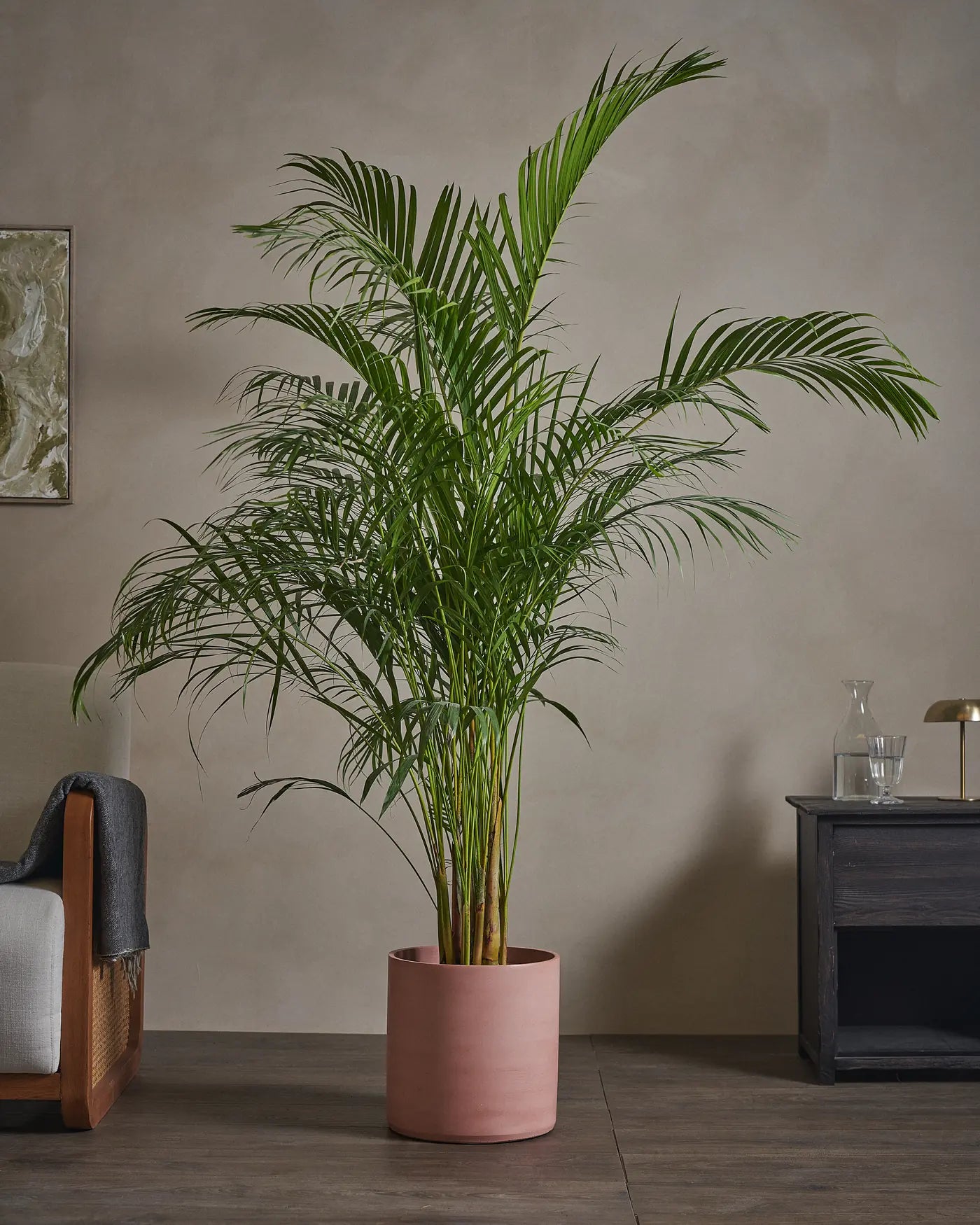 Areca-Palm-170cm-Circle-Rose-Pink-Plntd-Lifestyle-47