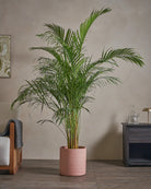 Areca-Palm-170cm-Circle-Rose-Pink-Plntd-Lifestyle-51