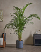 Areca-Palm-170cm-Circle-Teia-Blue-Plntd-Lifestyle-49