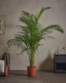 Areca-Palm-170cm-Nursery-Default-Plntd-Lifestyle-45
