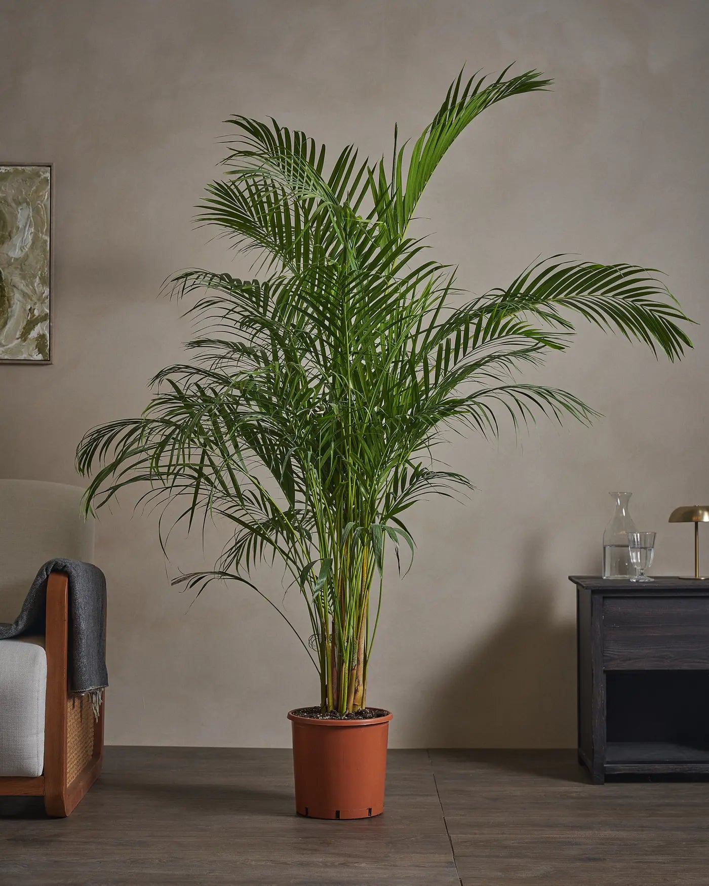 Areca-Palm-170cm-Nursery-Default-Plntd-Lifestyle-45