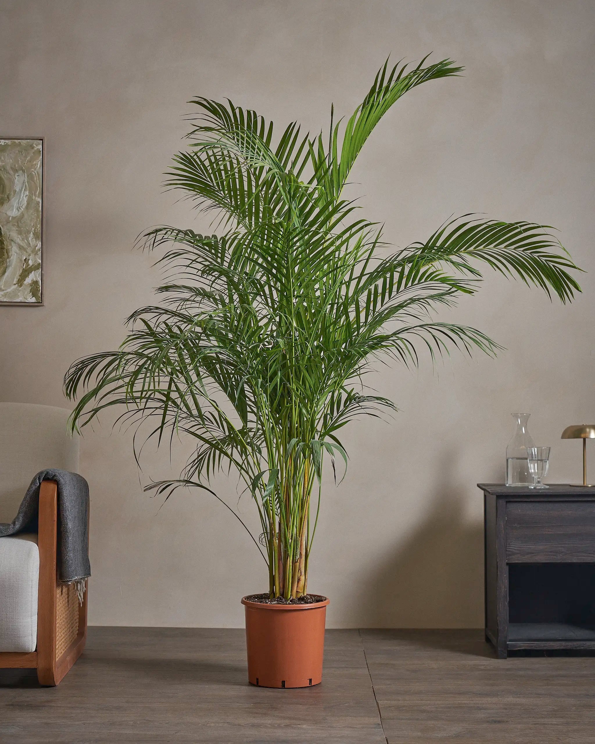 Areca-Palm-170cm-Nursery-Pot-Default-Plntd-Lifestyle-46