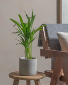 Areca-Palm-50cm-Circle-Cement-Grey-Plntd-Lifestyle-36