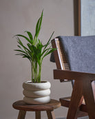 Areca Palm-50cm-Meyer-Chalk White-Plntd-Lifestyle