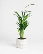 Areca Palm-50cm-Meyer-Chalk White-Plntd-Seamless