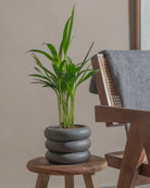 Areca-Palm-50cm-Meyer-Ember-Plntd-Lifestyle-24