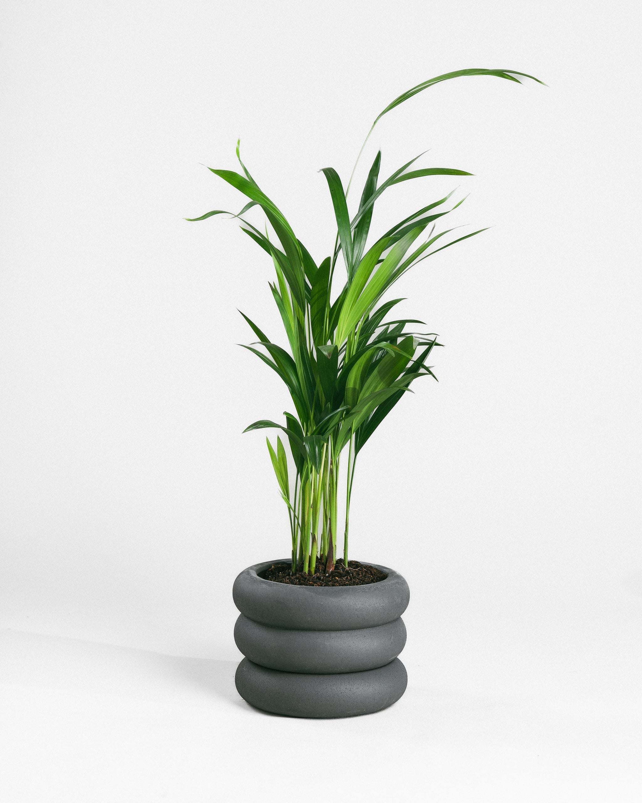 Areca Palm-50cm-Meyer-Ember-Plntd-Seamless