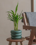 Areca-Palm-50cm-Meyer-Slate-Green-Plntd-Lifestyle-22