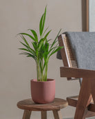 Areca-Palm-50cm-Round-Old-Red-Plntd-Lifestyle-11