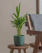 Areca-Palm-50cm-Round-Slate-Green-Plntd-Lifestyle-39