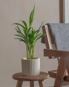 Areca-Palm-50cm-Runic-Chalk-White-Plntd-Lifestyle-48