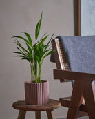 Areca Palm-50cm-Runic-Rose Pink-Plntd-Lifestyle