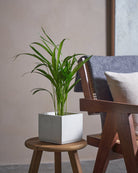 Areca Palm-50cm-Square-Chalk White-Plntd-Lifestyle