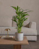 Areca-Palm-70cm-Circle-Cement-Grey-Plntd-Lifestyle-56