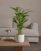 Areca-Palm-70cm-Circle-Chalk-White-Plntd-Lifestyle-59