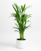 Areca Palm-70cm-Circle-Chalk White-Plntd-Seamless