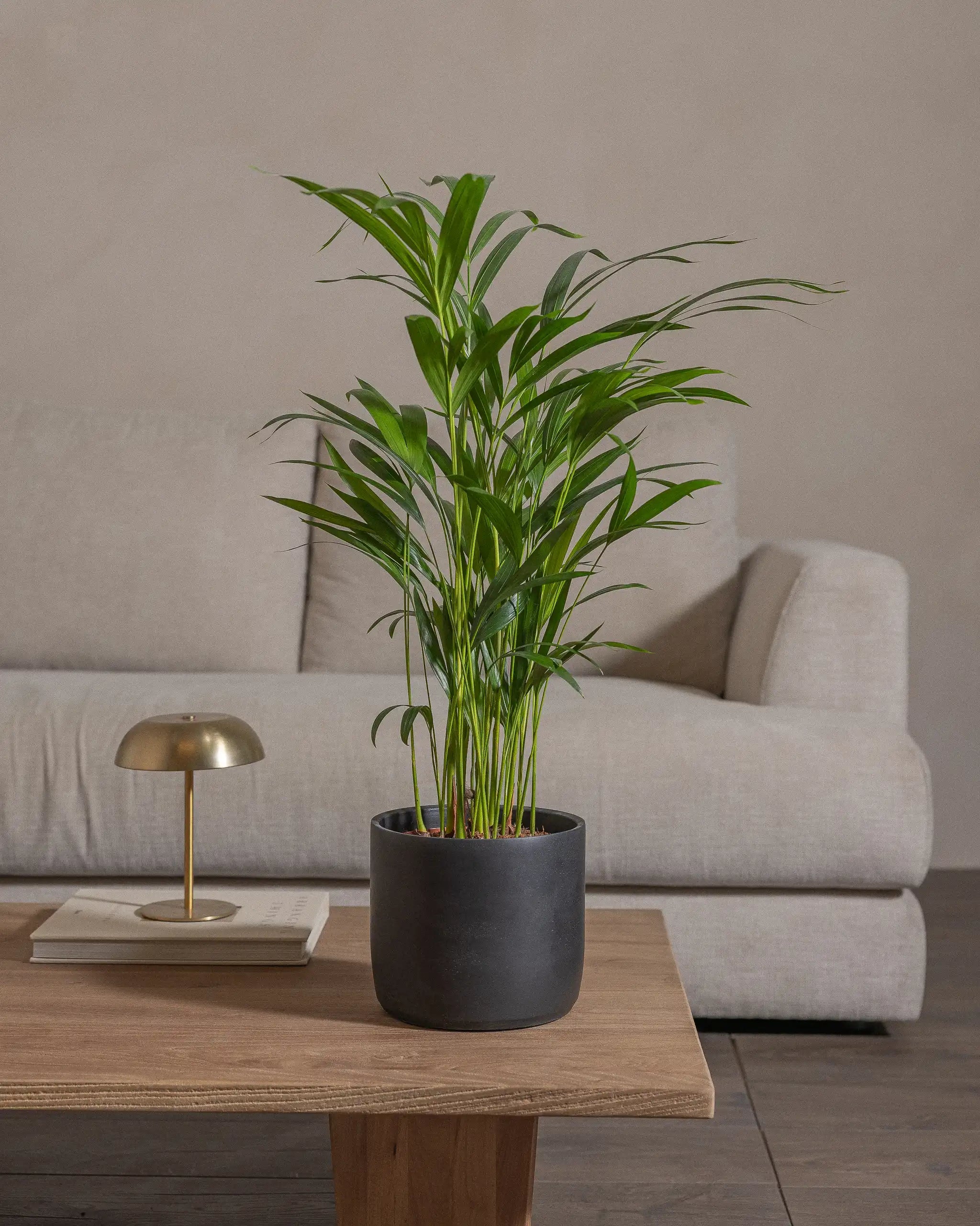 Areca-Palm-70cm-Circle-Charcoal-Black-Plntd-Lifestyle-55