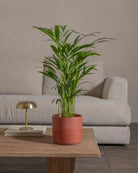 Areca-Palm-70cm-Circle-Corvan-Red-Plntd-Lifestyle-58