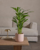Areca-Palm-70cm-Circle-Rose-Pink-Plntd-Lifestyle-27