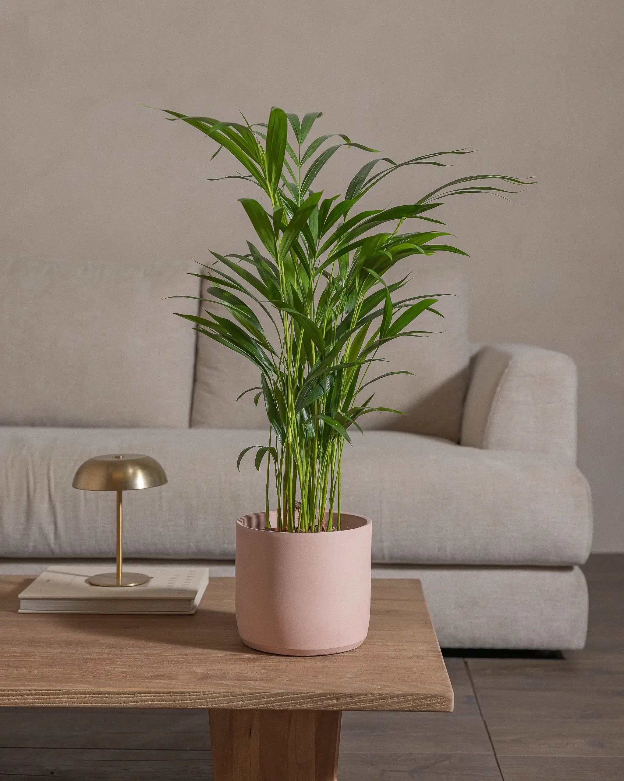 Areca-Palm-70cm-Circle-Rose-Pink-Plntd-Lifestyle-57