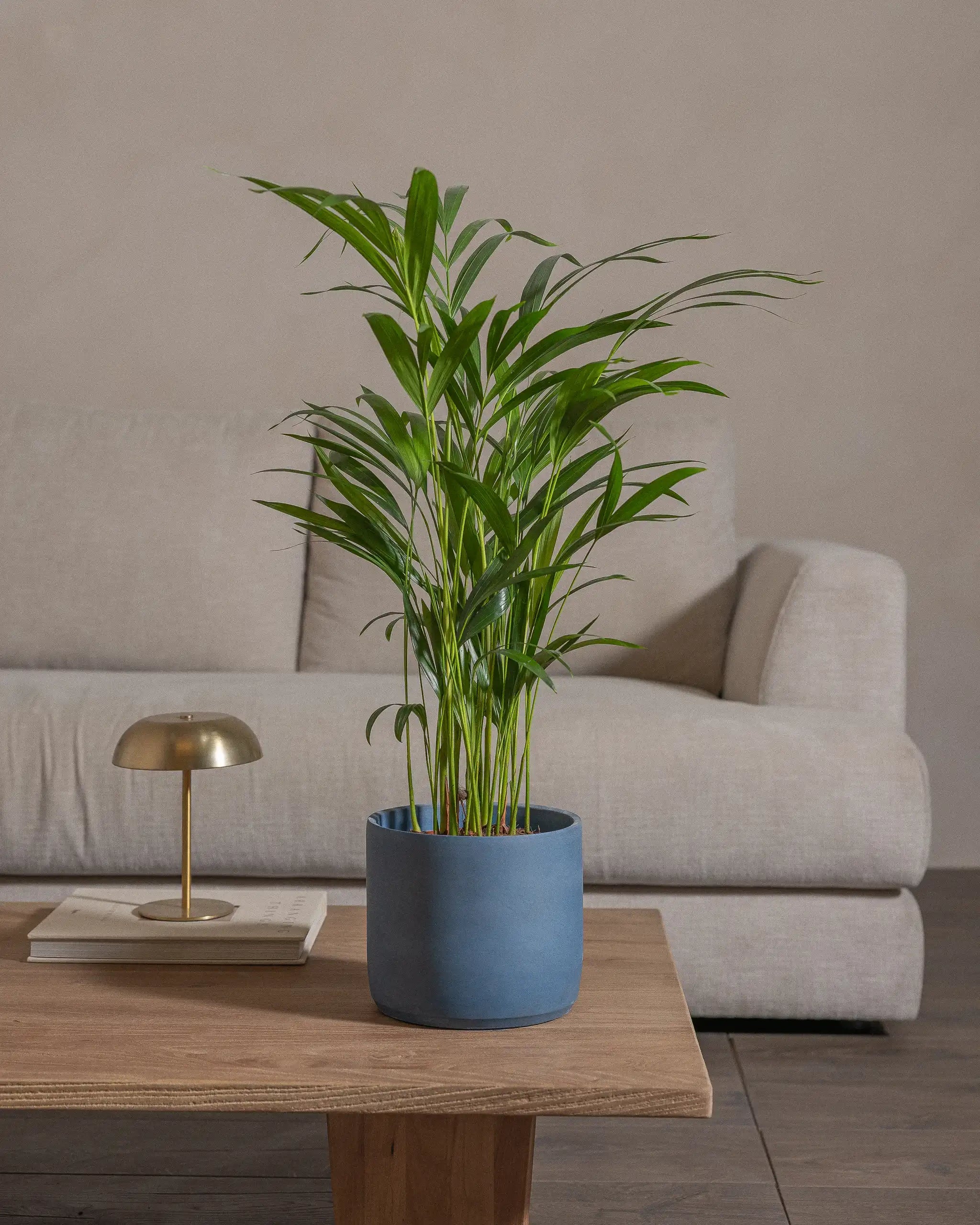 Areca-Palm-70cm-Circle-Teia-Blue-Plntd-Lifestyle-54