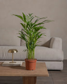 Areca-Palm-70cm-Nursery-Default-Plntd-Lifestyle-25