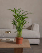 Areca-Palm-70cm-Nursery-Pot-Default-Plntd-Lifestyle-66