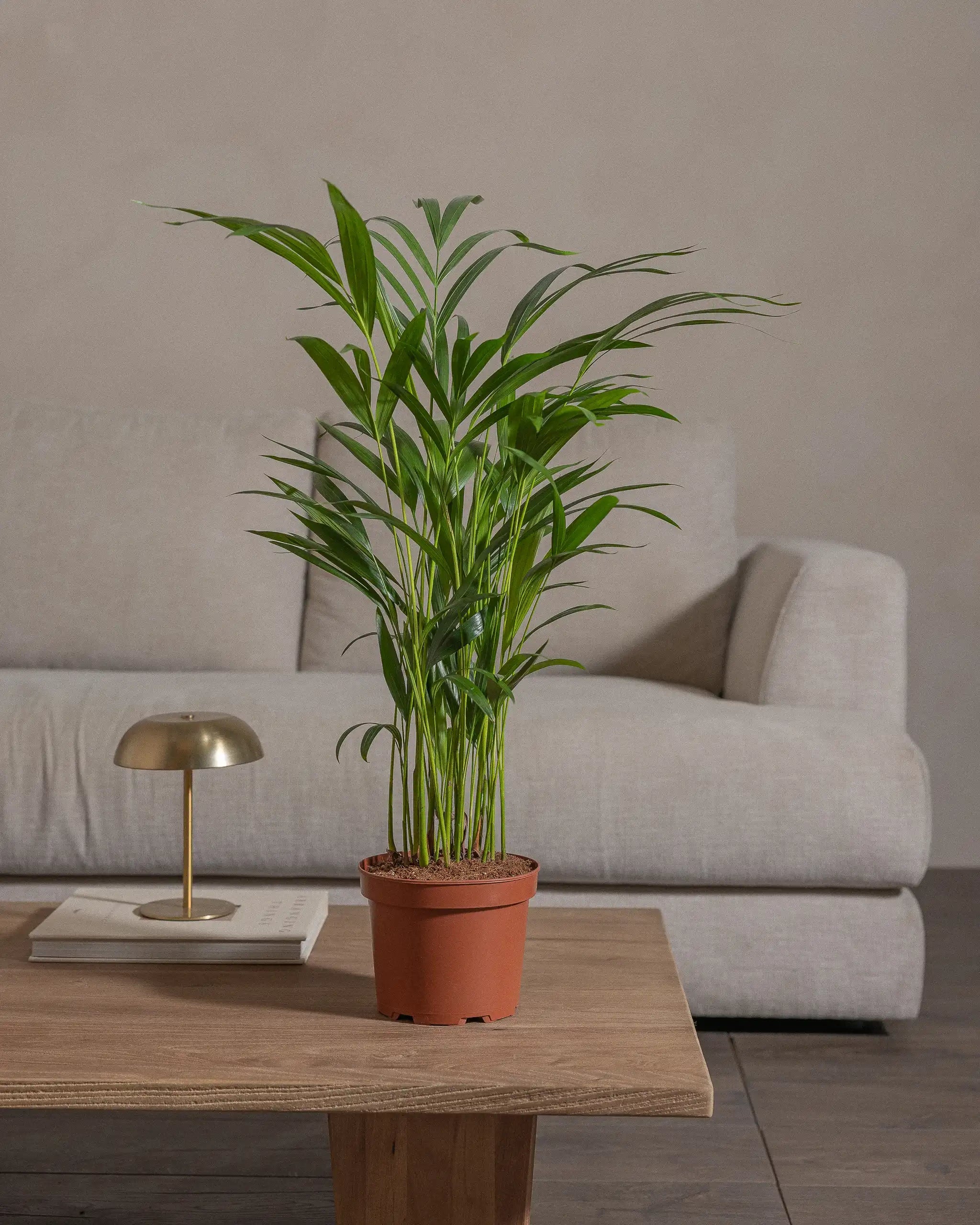 Areca-Palm-70cm-Nursery-Pot-Default-Plntd-Lifestyle-66