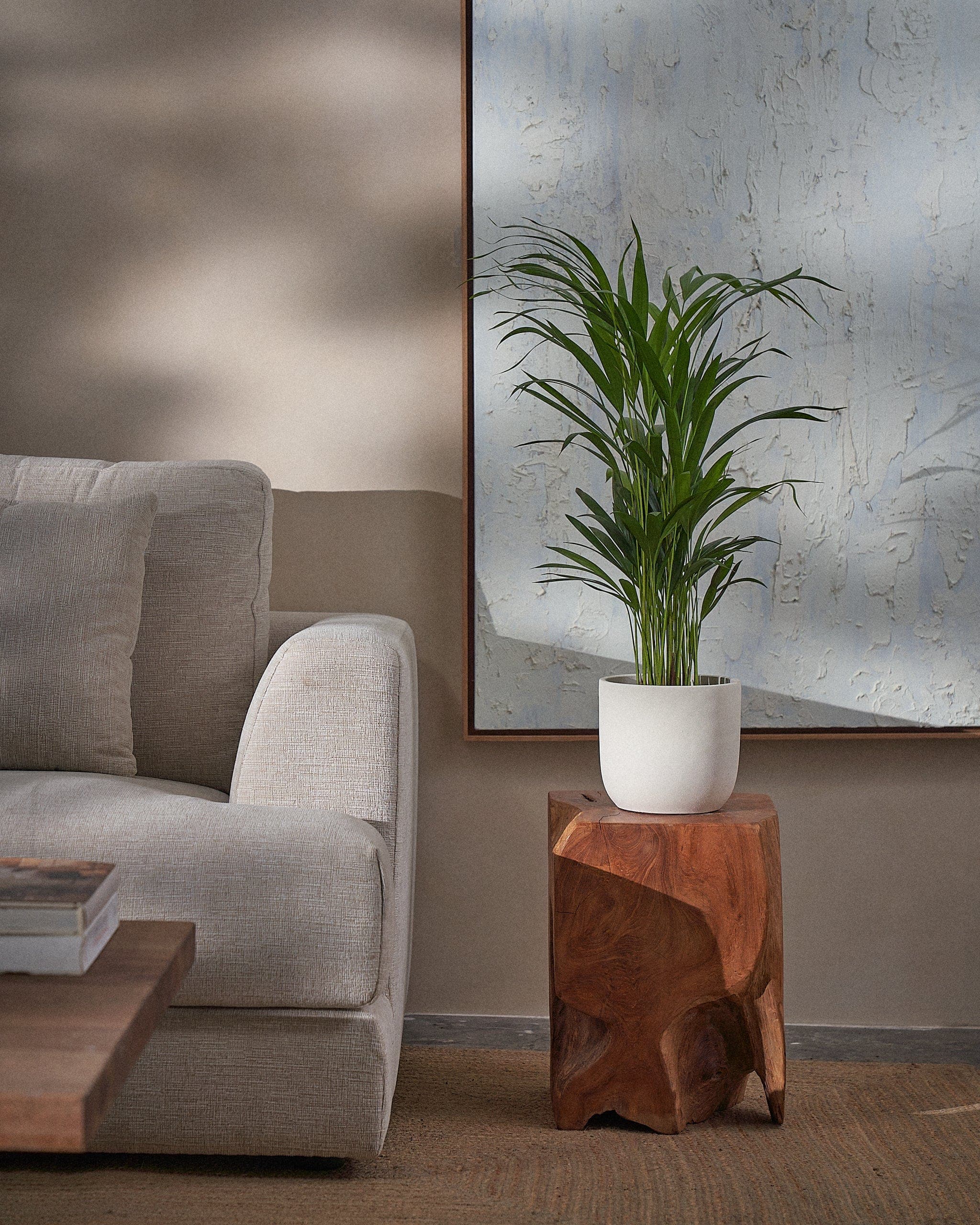 Areca Palm-70cm-Round-Chalk White-Plntd-Lifestyle