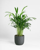 Areca Palm-70cm-Round-Ember-Plntd-Seamless
