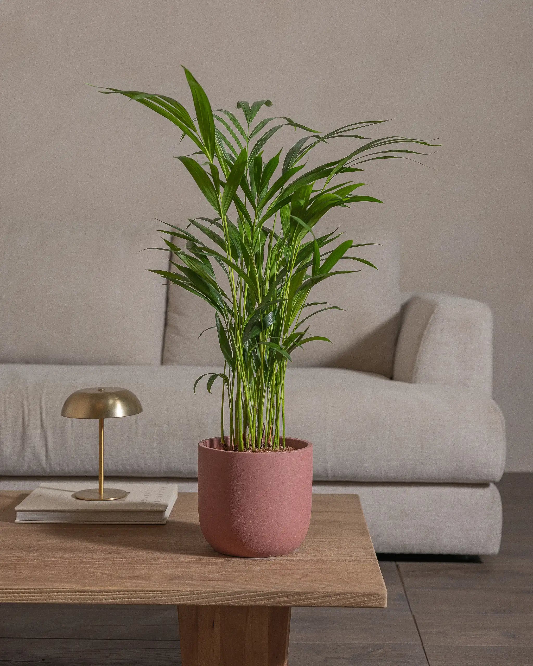 Areca-Palm-70cm-Round-Old-Red-Plntd-Lifestyle-64