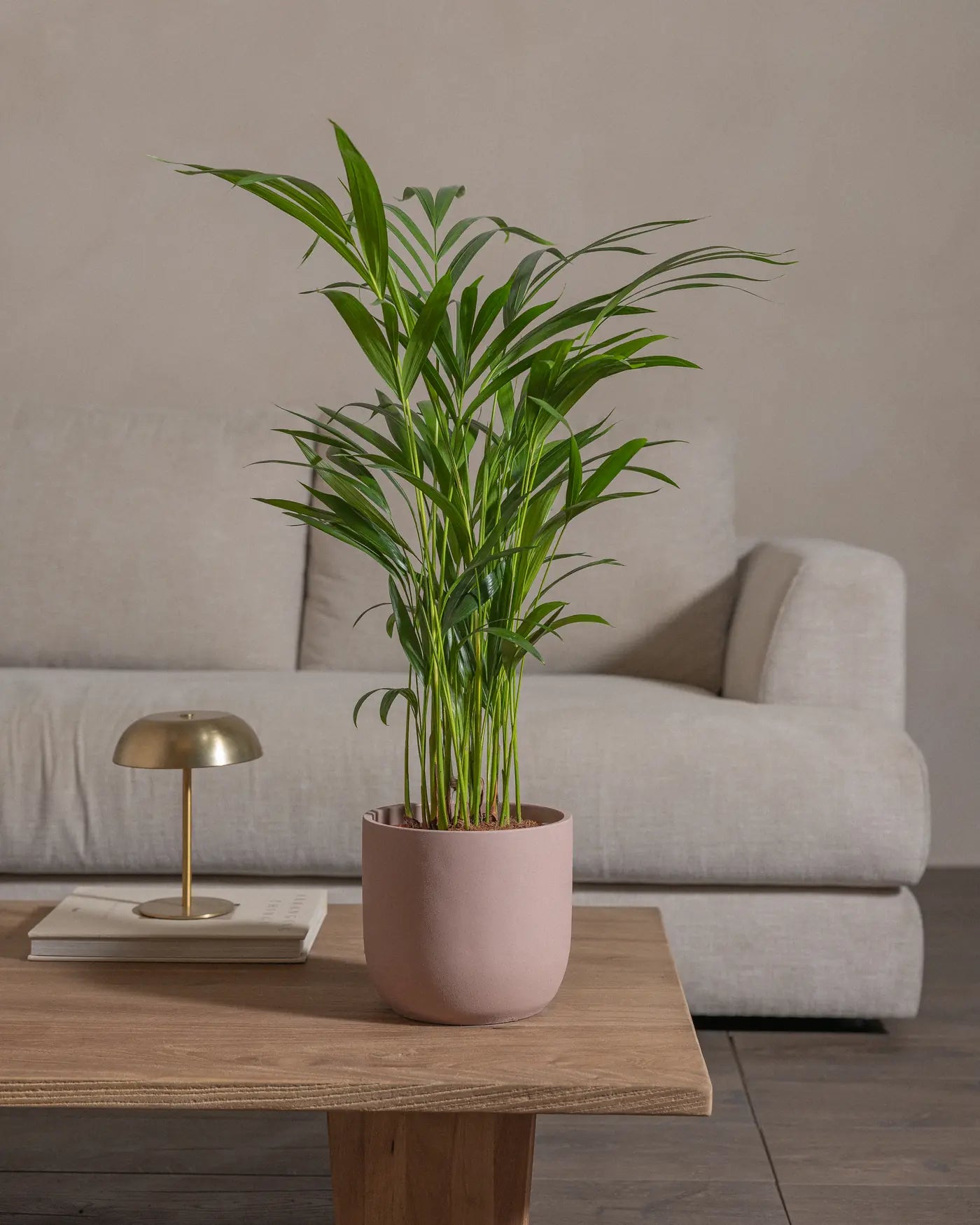 Areca-Palm-70cm-Round-Rose-Pink-Plntd-Lifestyle-33