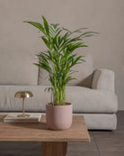 Areca-Palm-70cm-Round-Rose-Pink-Plntd-Lifestyle-63