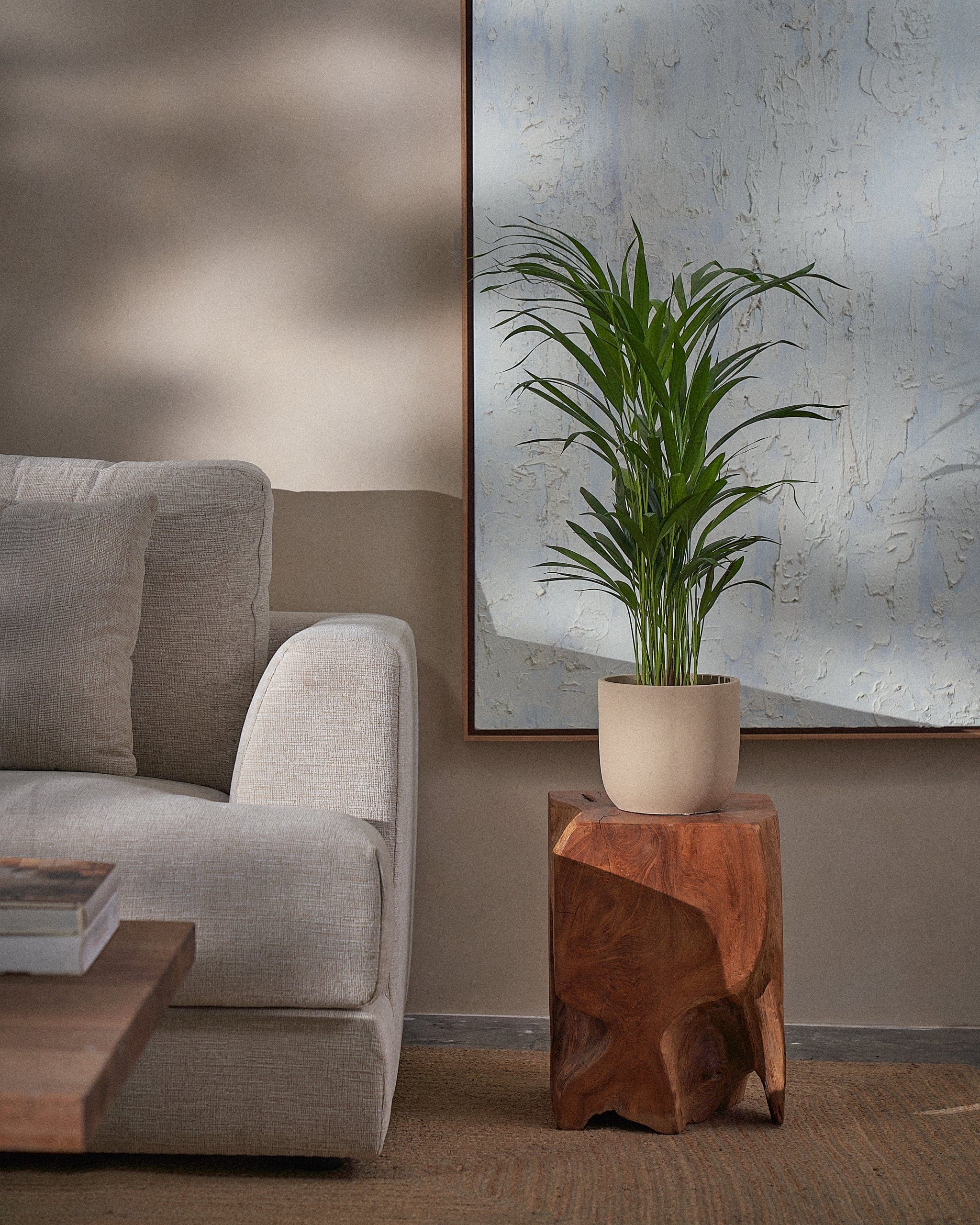 Areca Palm-70cm-Round-Sand-Plntd-Lifestyle