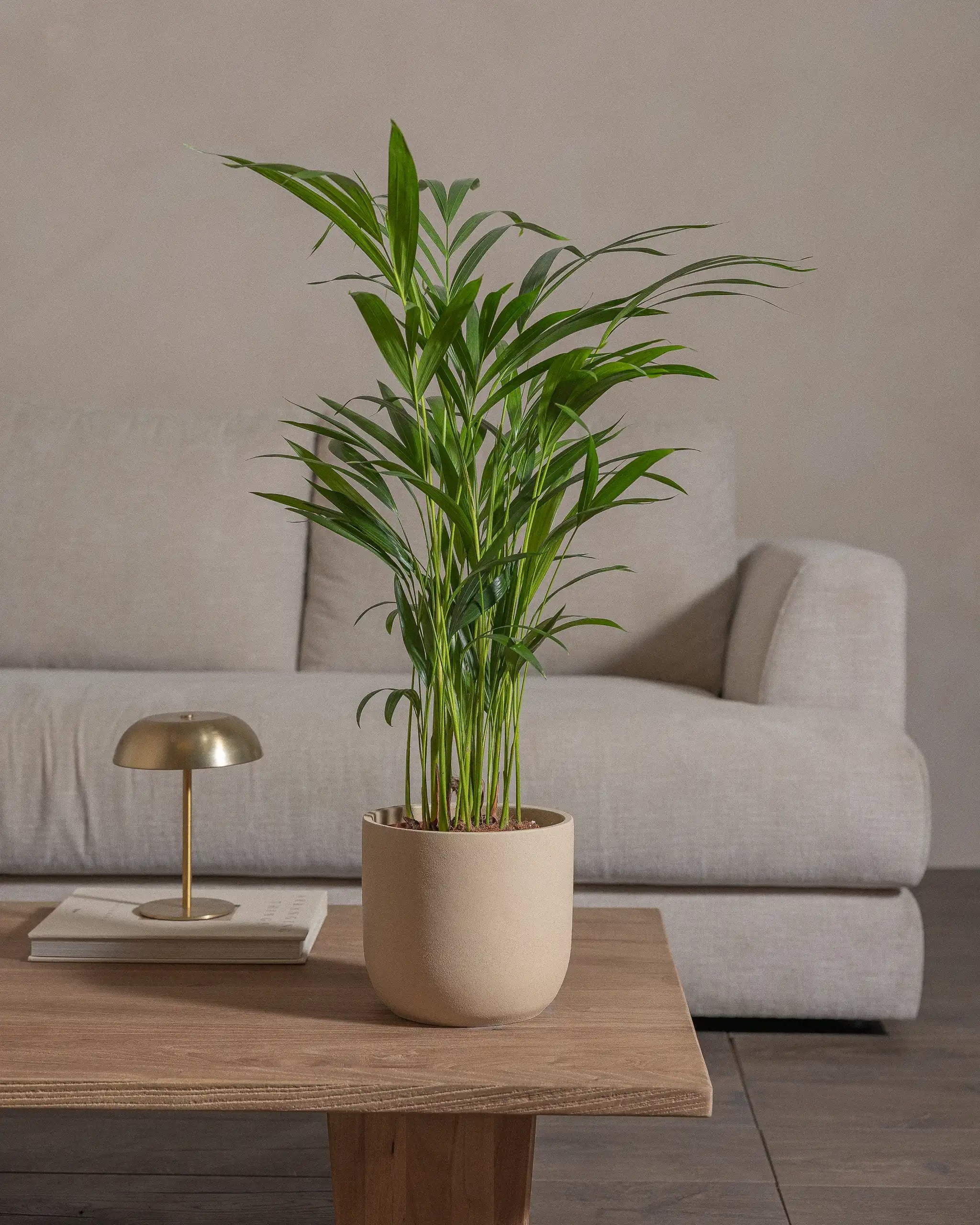 Areca-Palm-70cm-Round-Sand-Plntd-Lifestyle-61